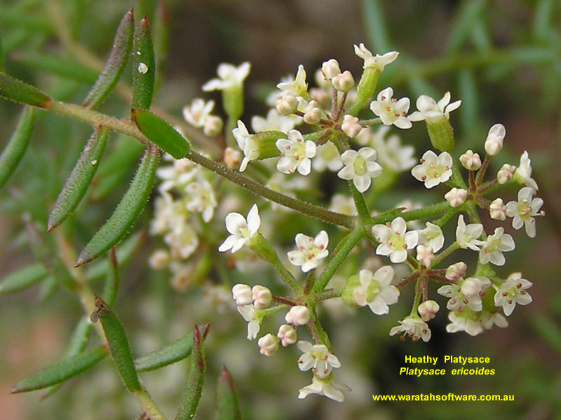 Heathy Platysace pc180082 image