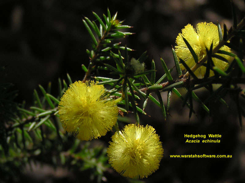 Hedgehog Wattle p8190016 image