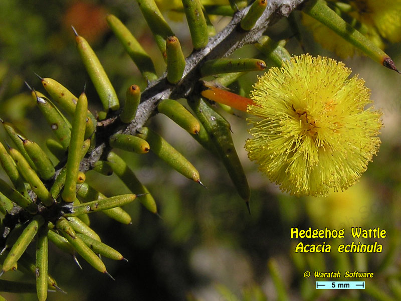 Hedgehog Wattle p9210423 image