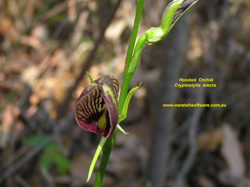 Hooded Orchid pb200179 image