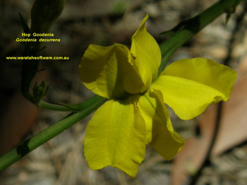 Hop Goodenia pb180181 image