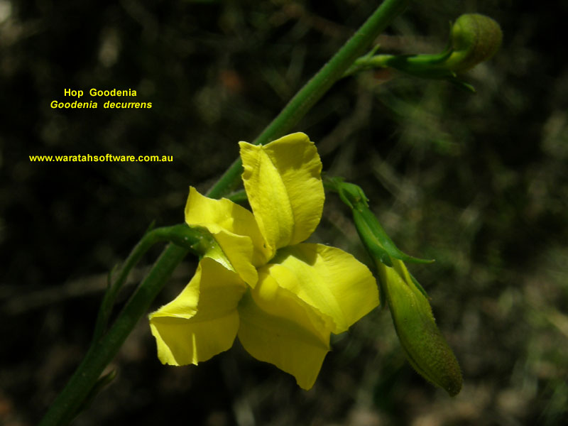 Hop Goodenia pb180183 image