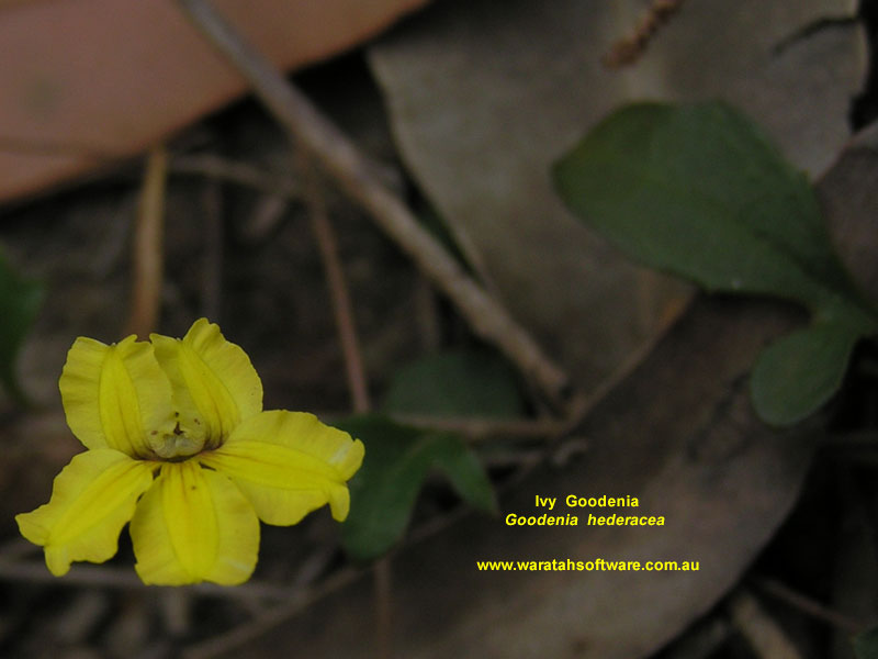 Ivy Goodenia pb010183 image