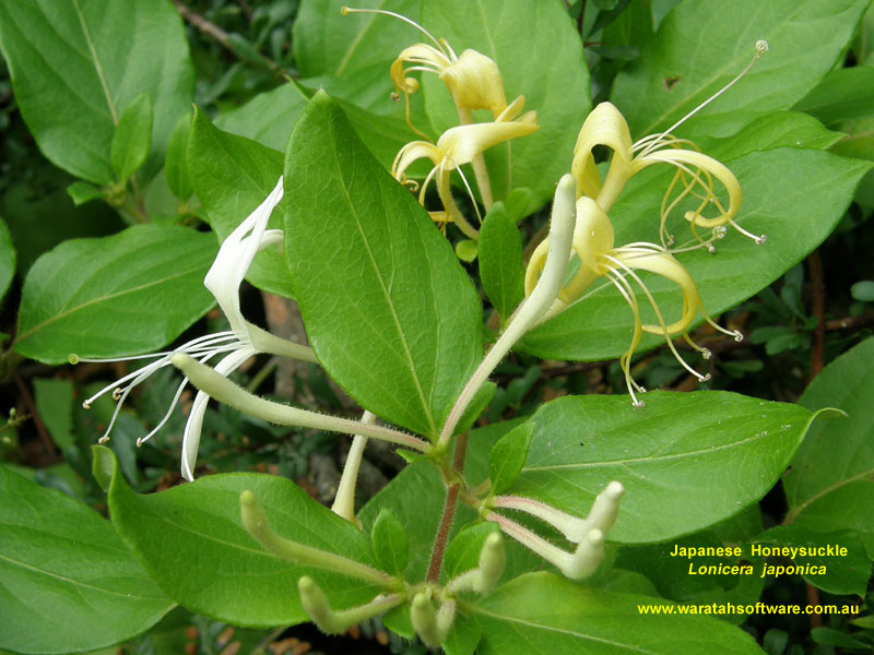 Japanese Honeysuckle pc200452 image