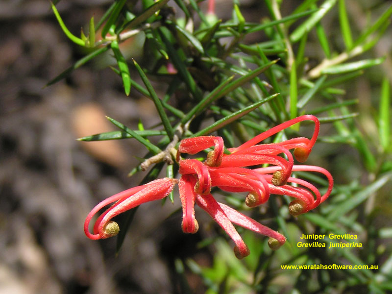 Juniper Grevillea pc090363 image