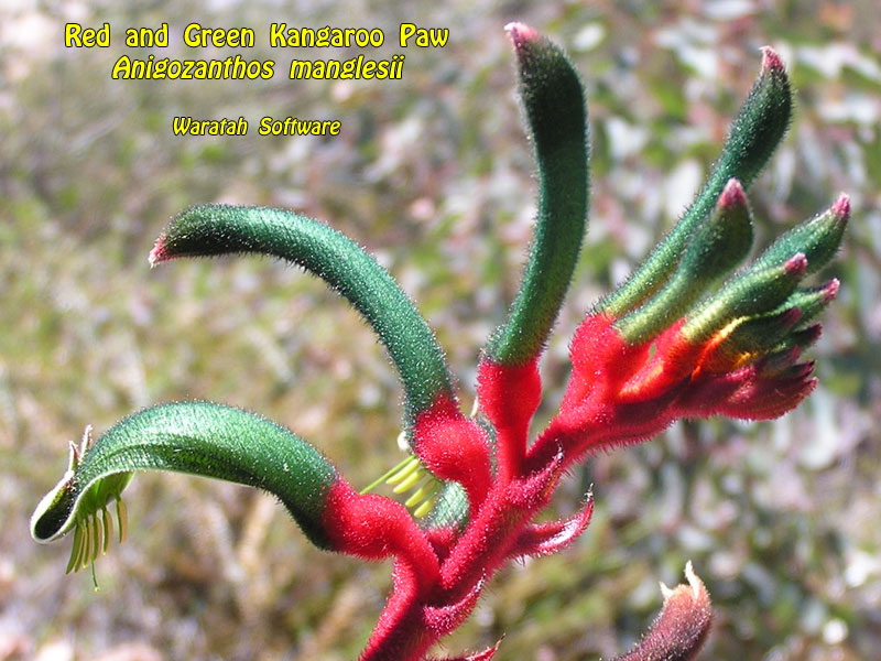 Red and Green Kangaroo Paw pa190290 image