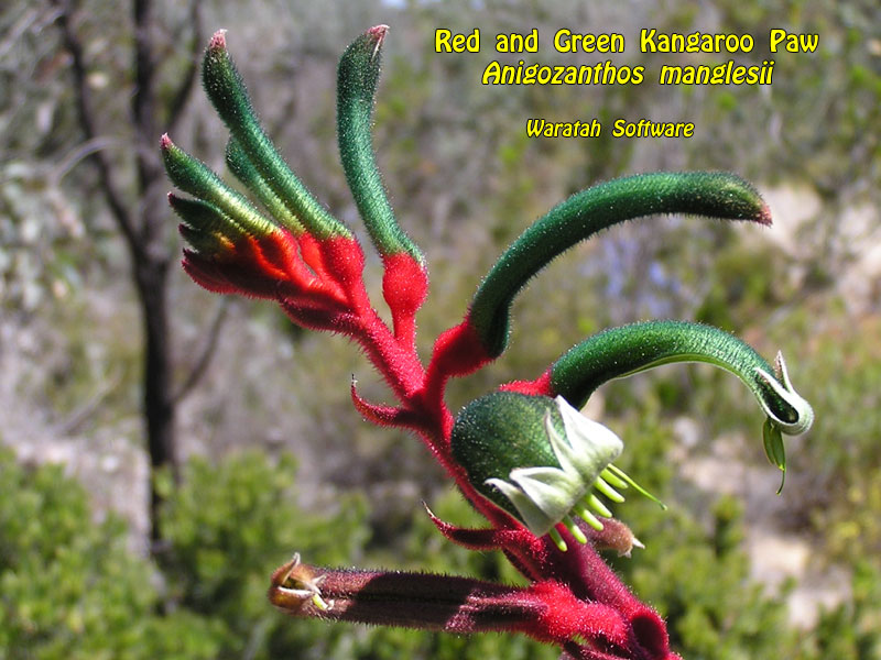 Red and Green Kangaroo Paw pa190291 image