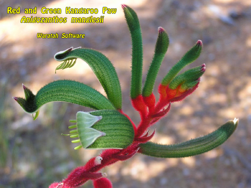 Red and Green Kangaroo Paw pa190345 image