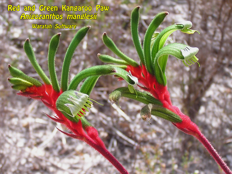 Red and Green Kangaroo Paw pa280481 image