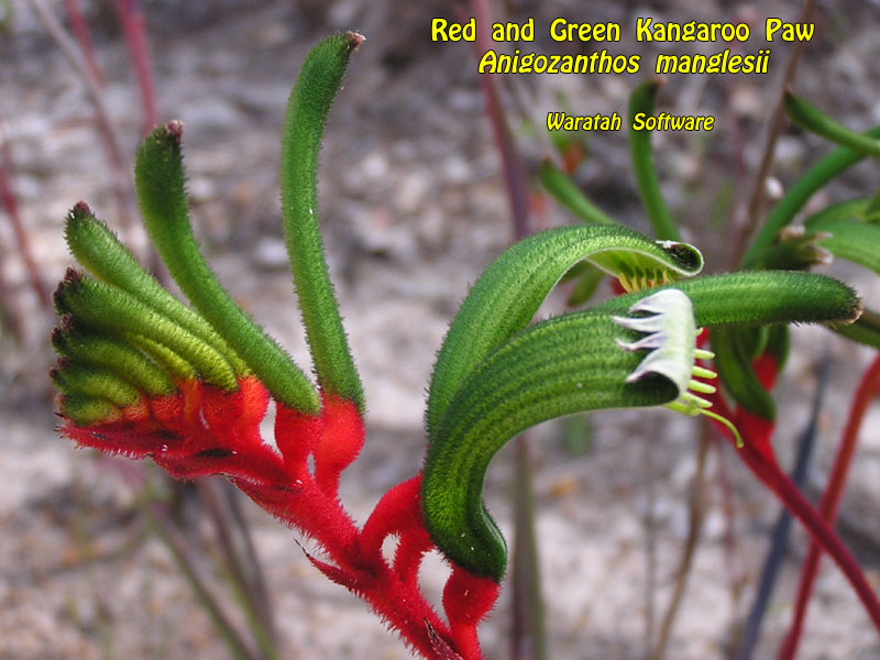 Red and Green Kangaroo Paw pa280518 image