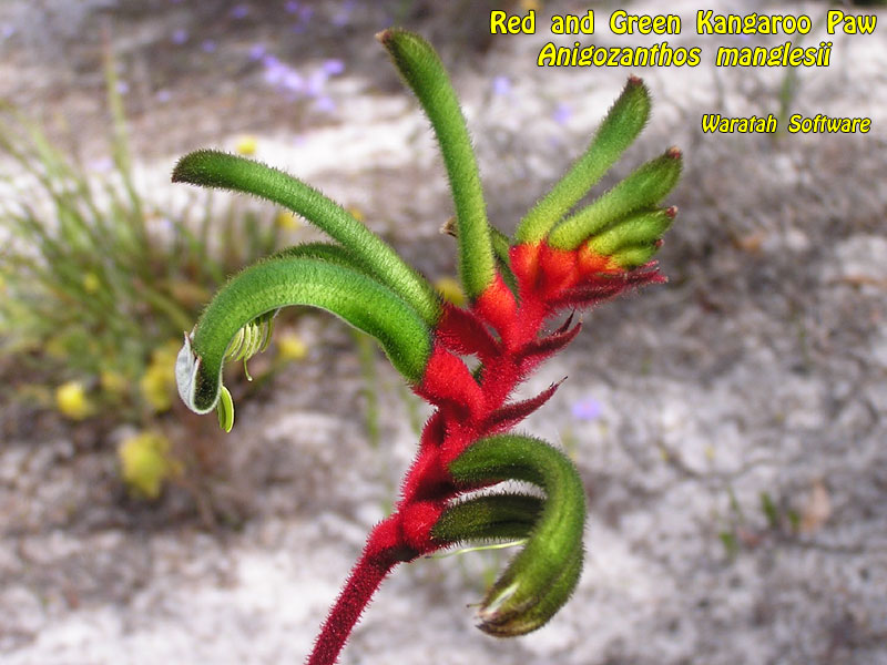 Red and Green Kangaroo Paw pa280532 image