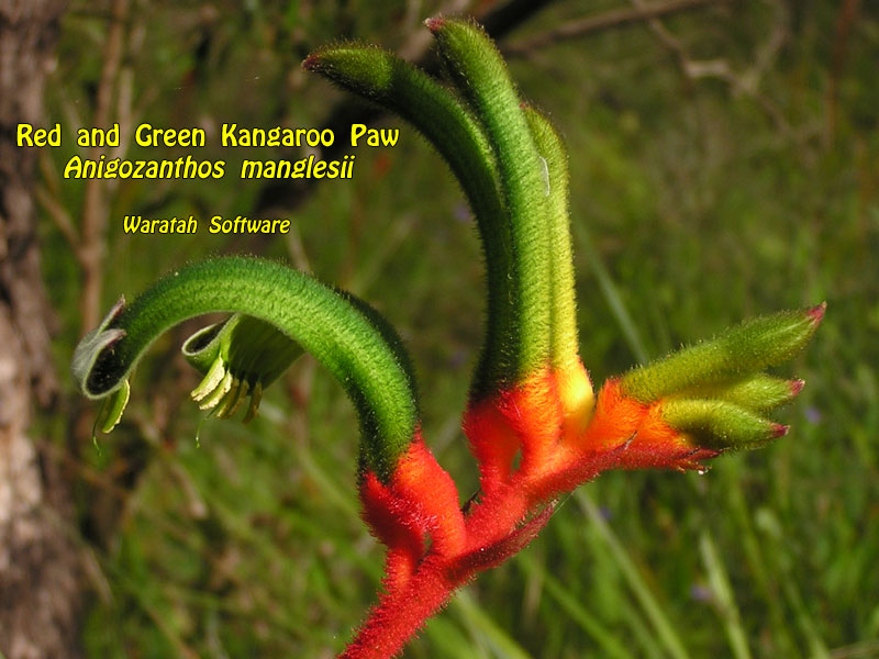 Red and Green Kangaroo Paw pa290076 image