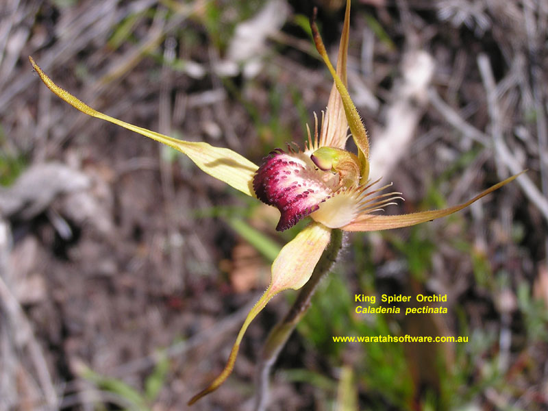 king spider orchid pa220257 image