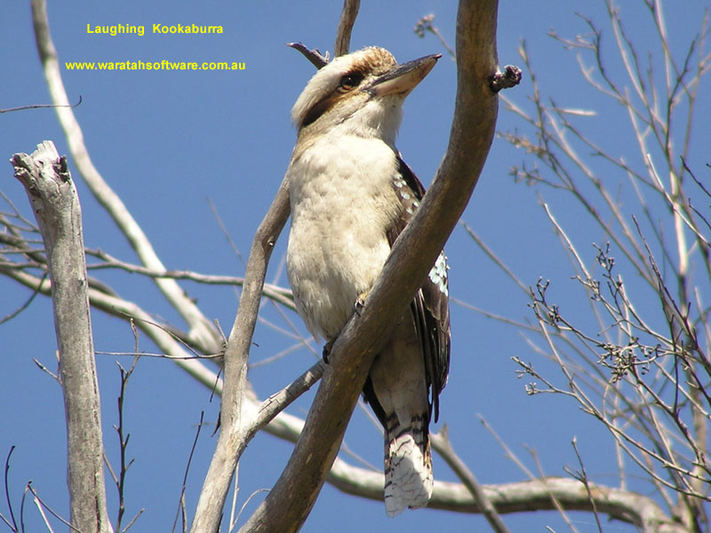 Laughing Kookaburra p9160056 image