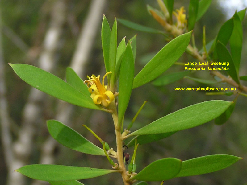 Lance Leaf Geebung p5170053 image