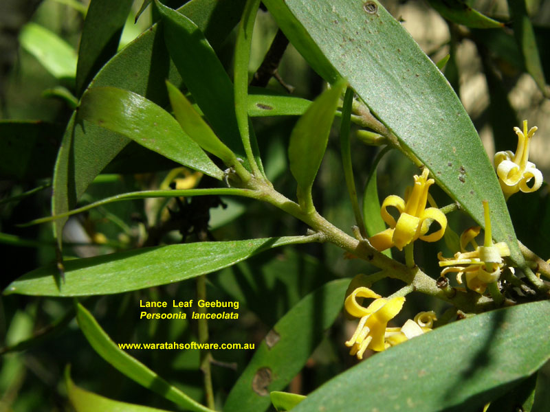 Lance Leaf Geebung pc290490 image