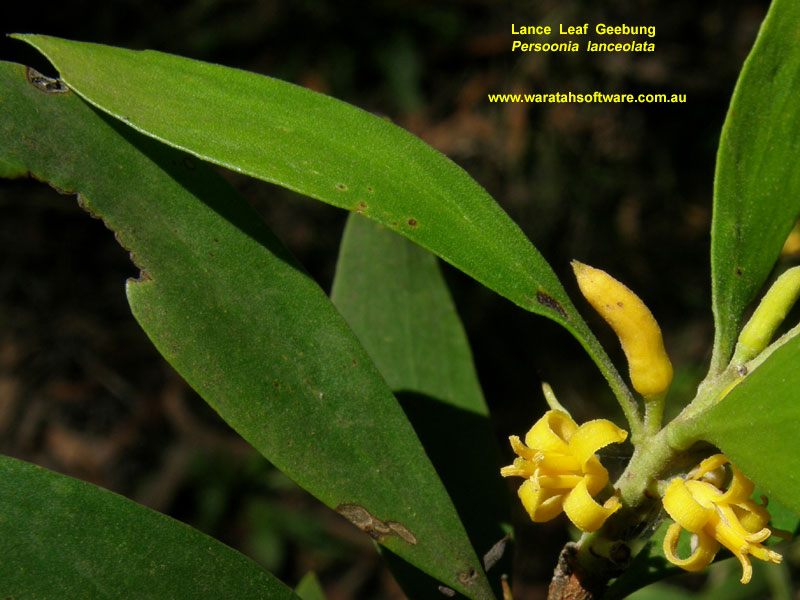 Lance Leaf Geebung pc290509 image