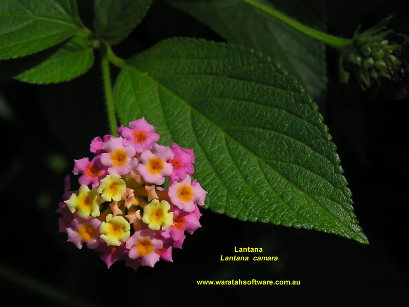 Lantana p4210432 image