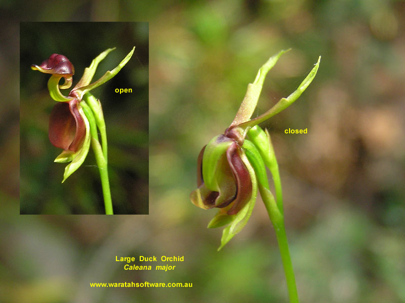 Large Duck Orchid pa200195 image