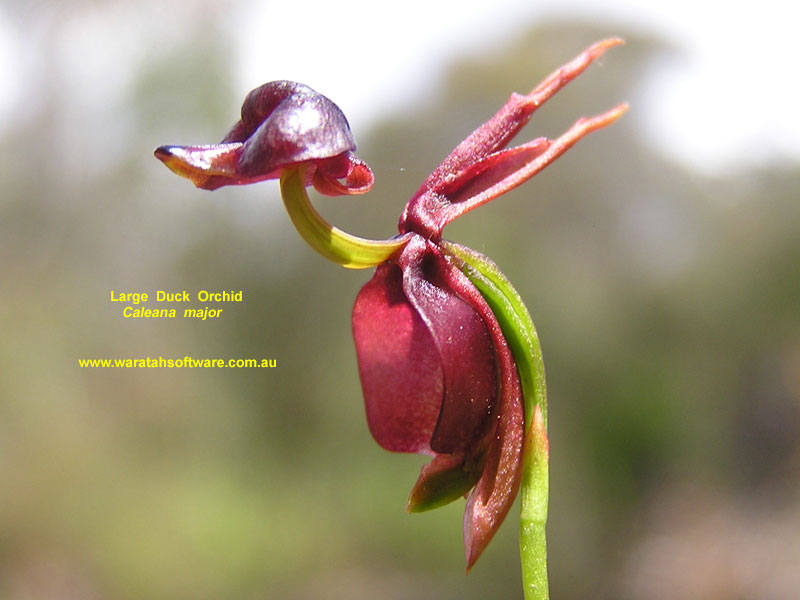 Large Duck Orchid pb260369 image