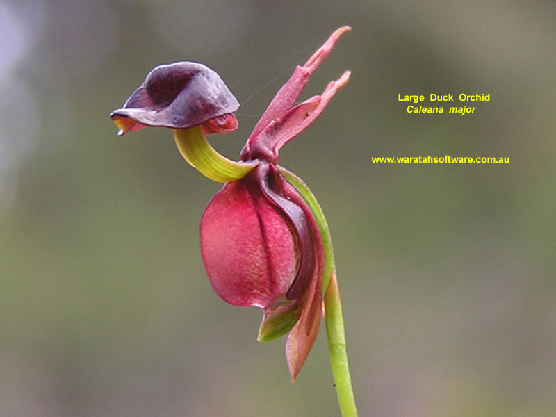 Large Duck Orchid pb260428 image