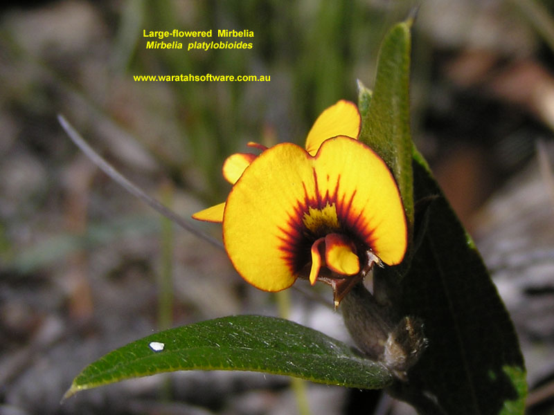 Large-flowered Mirbelia p8110131 image