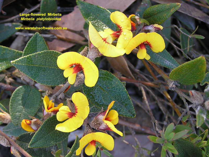 Large-flowered Mirbelia p9110305 image