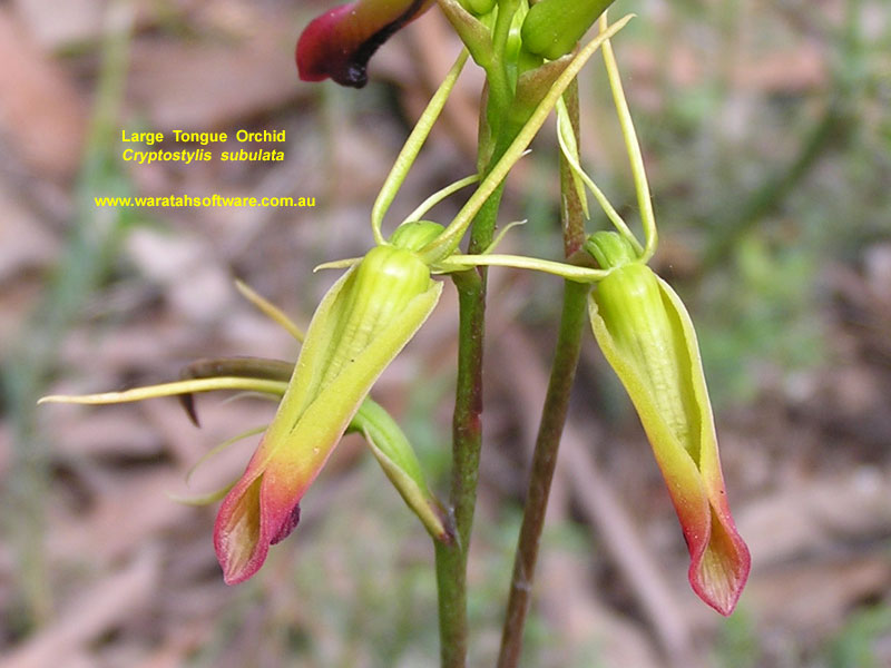 Large Tongue Orchid pc290375 image