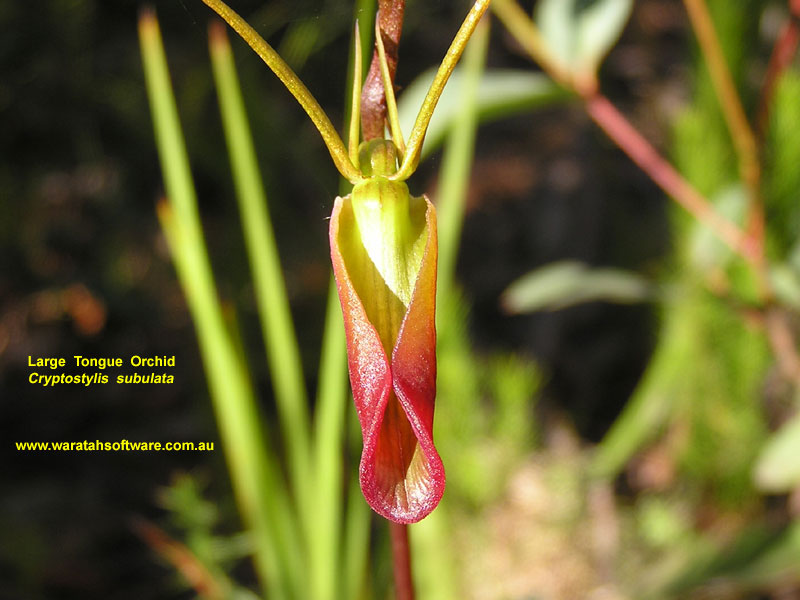 Large Tongue Orchid pc290382 image