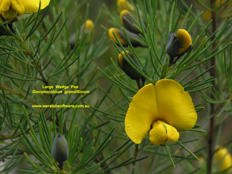 Large Wedge Pea pa100096 image