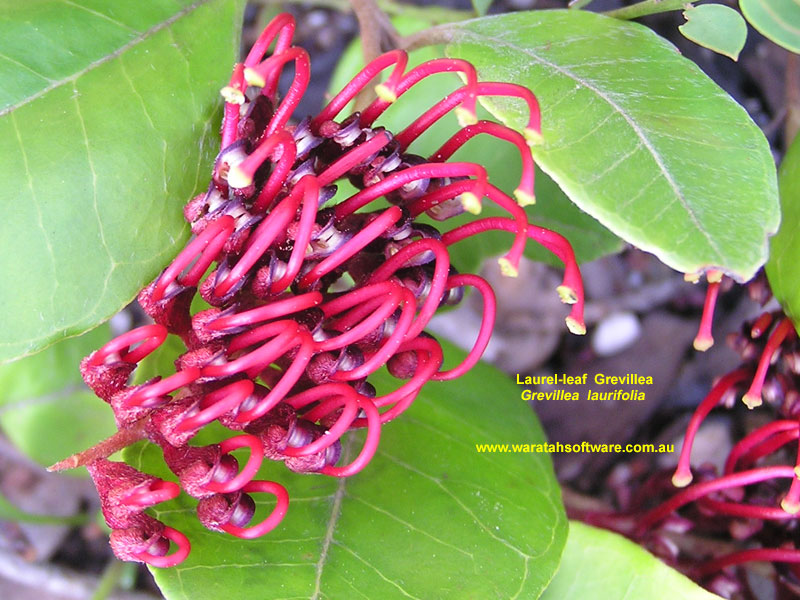 Laurel-leaf Grevillea pc030487 image