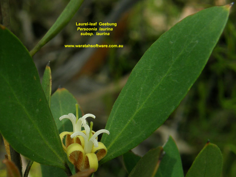 Laurel-leaf Geebung pc040217 image