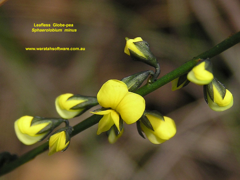 Leafless Globe-pea pb160318 image