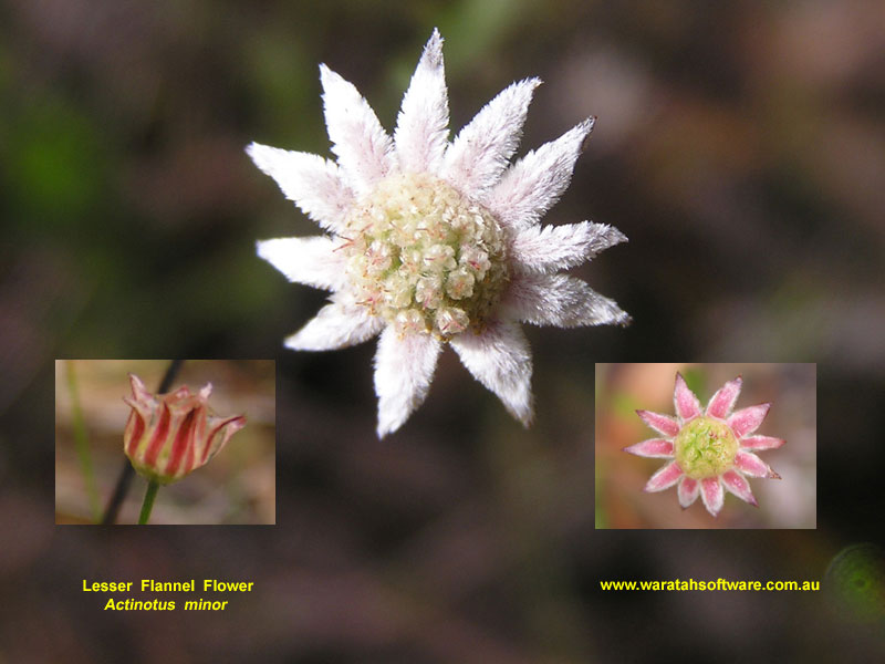 Lesser Flannel Flower p3070321 image
