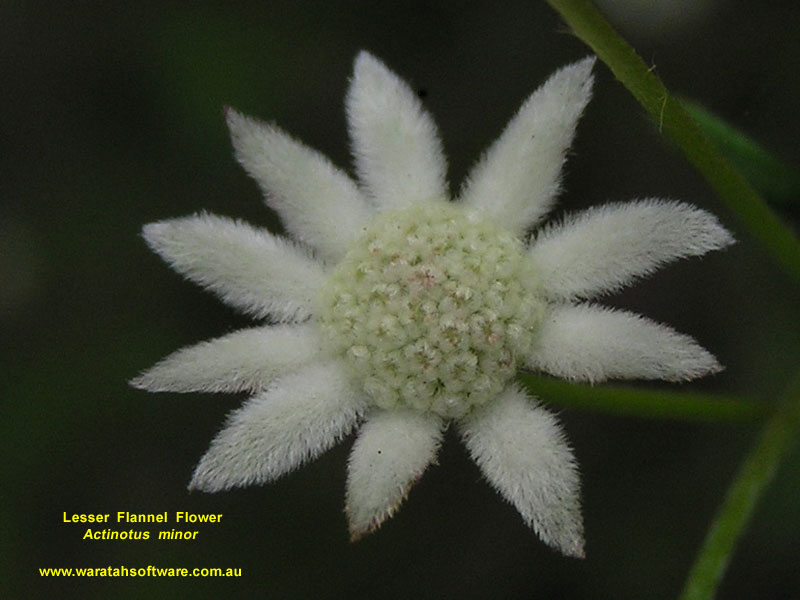 Lesser Flannel Flowerh p9300036 image