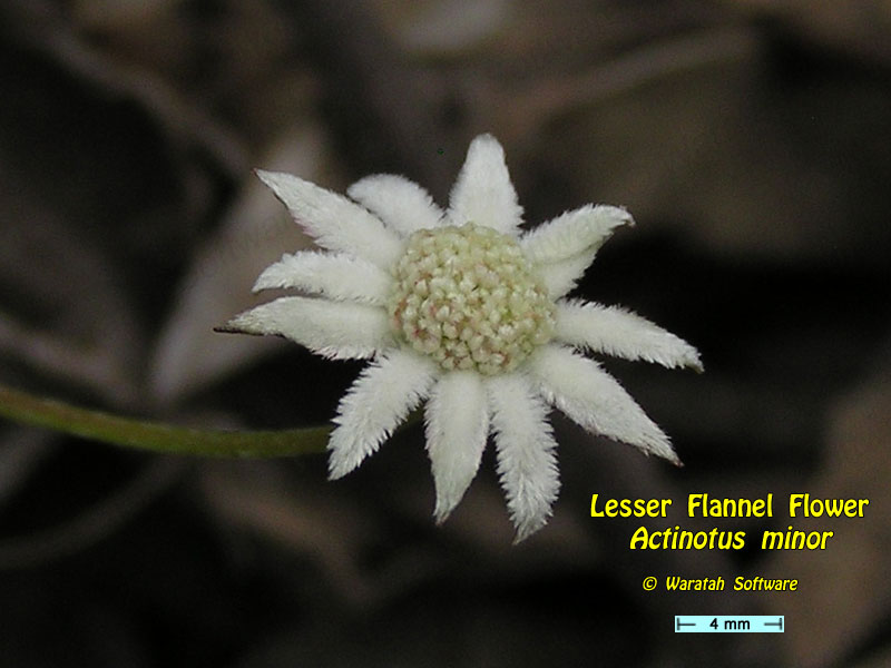 Lesser Flannel Flower pc080309 image