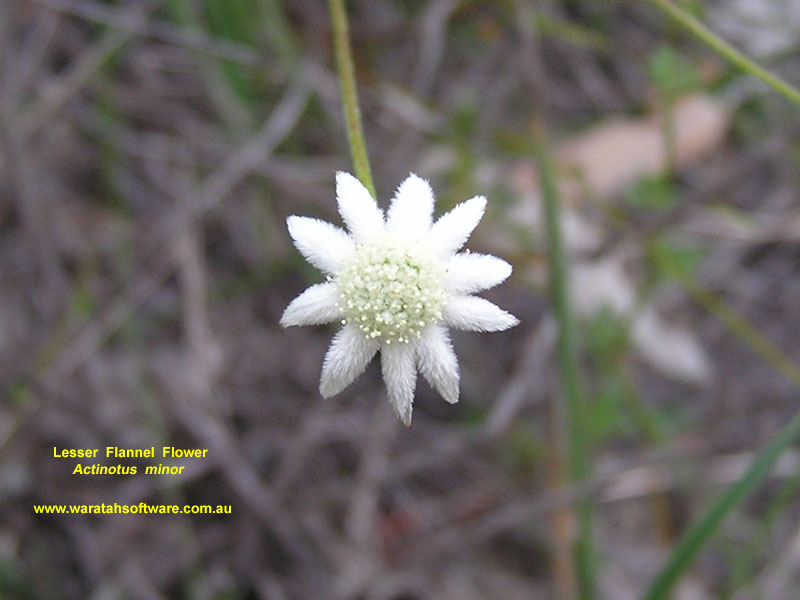 Lesser Flannel Flower pc200273 image