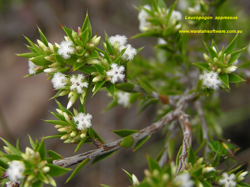 Leucopogon appressus p2190217 image