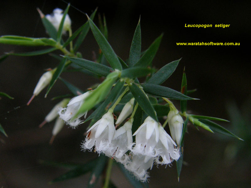 Leucopogon setiger p9090349 image