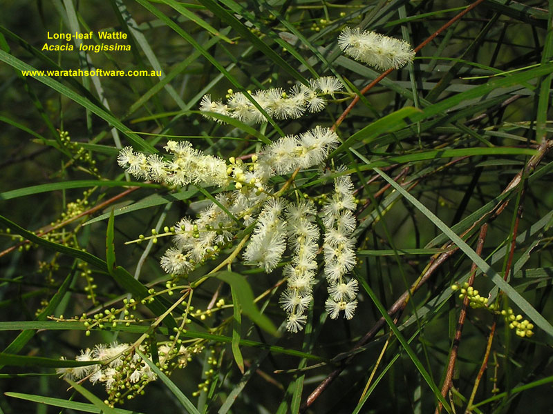 Long-leaf Wattle pc150341 image