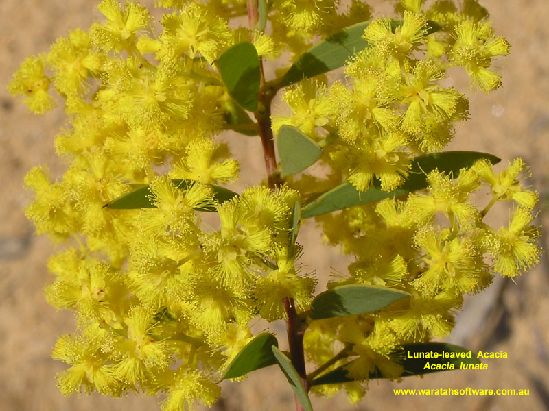 Lunate-leaved Acacia p9210337 image