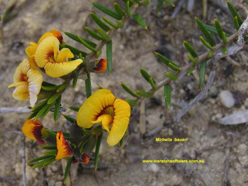 Mirbelia baueri pa100009 image