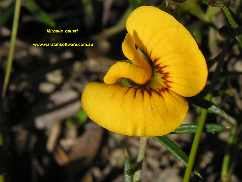 Mirbelia baueri pa100011 image
