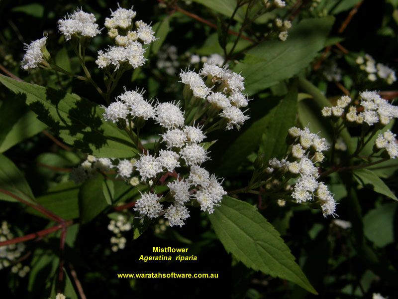 Mistflower p9090335 image