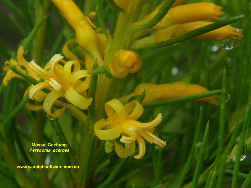 Mossy Geebung pc280275 image