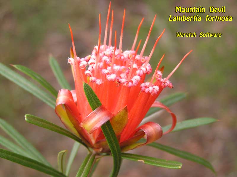 mountain devil p3130480 image