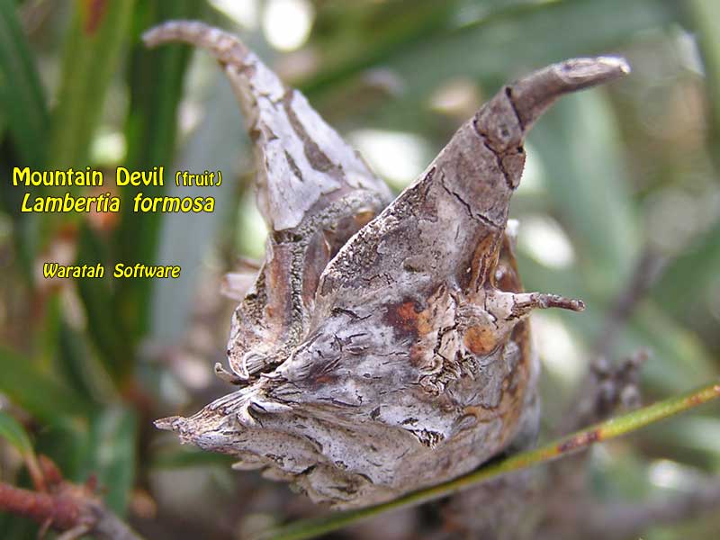 mountain devil p3280106 image