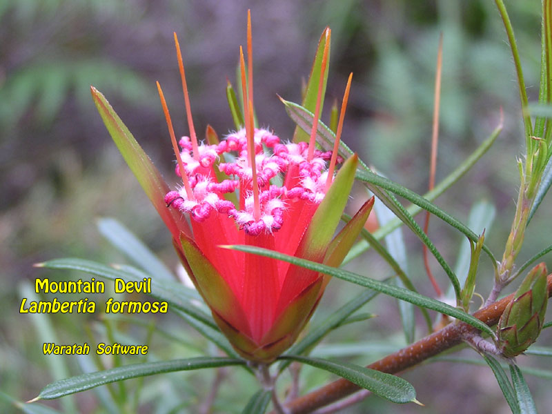 Mountain Devil pc250084 image