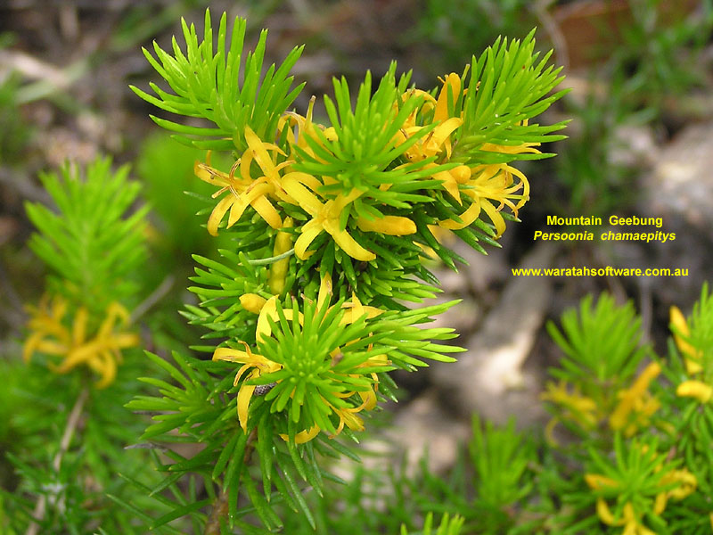 Mountain Geebung pc080120 image