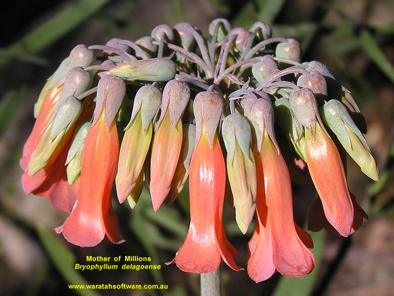 Mother of Millions p6180109 image